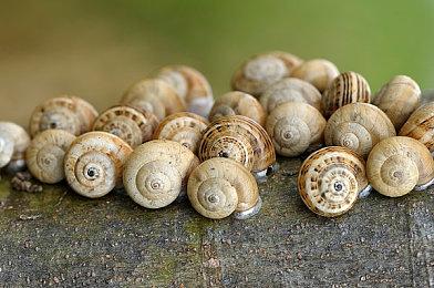 《我的世界》官方公布2024年统计数据 玩家破坏的总方块数超过3470亿个